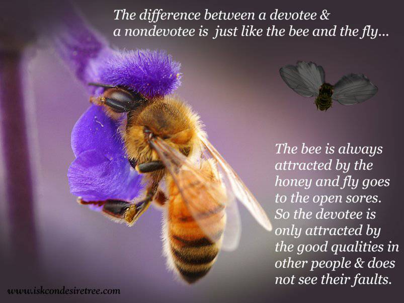 Bee quote #2