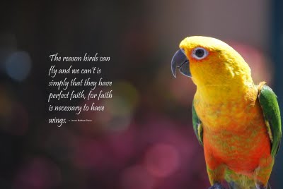 Bird quote #6