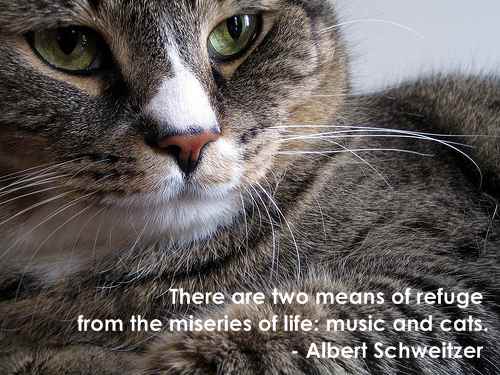 Cats quote #3