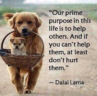 Compassion quote #6