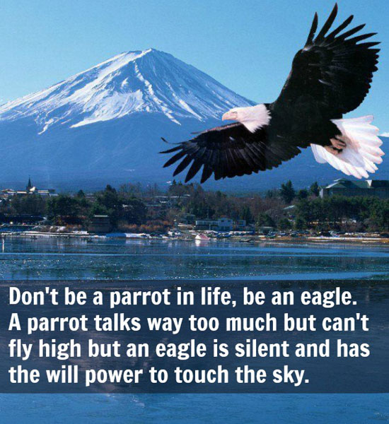 Eagle quote #5