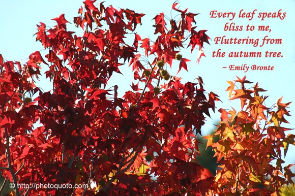 Emily Bronte's quote #7
