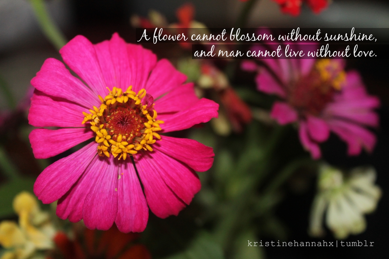 Flower quote #3