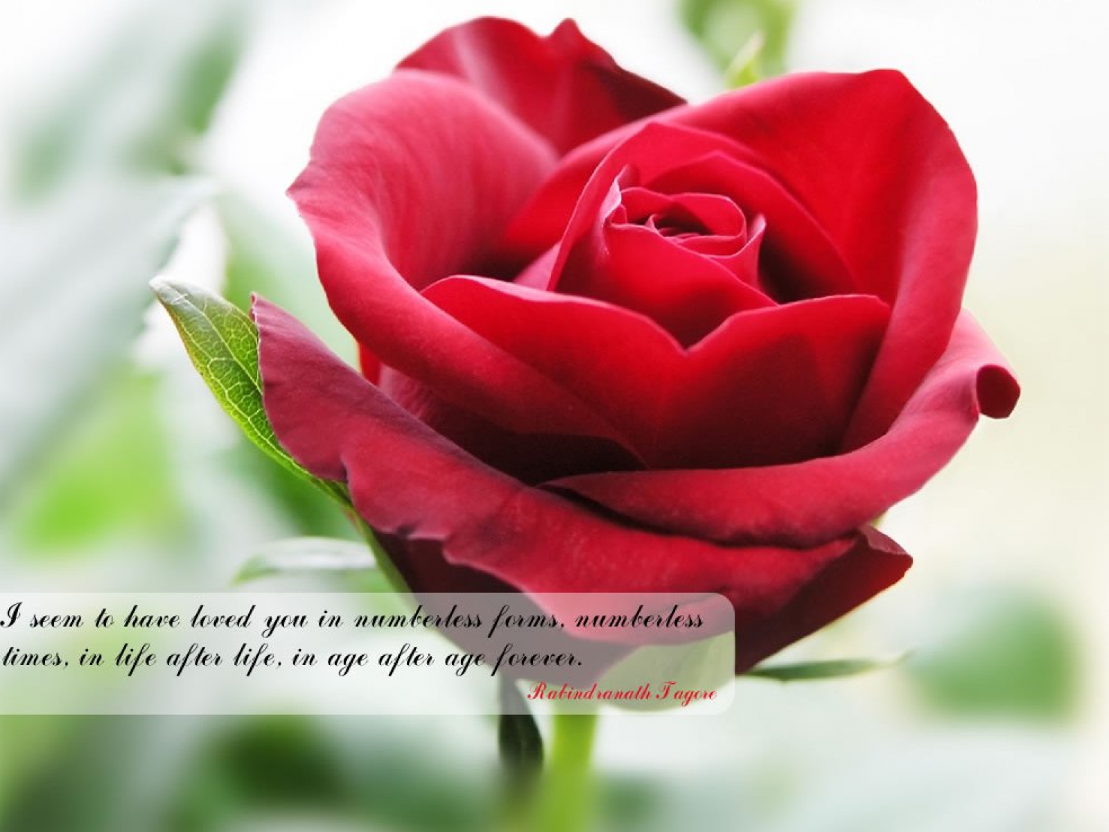 Flower quote #7