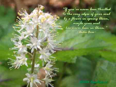 Flower quote #5