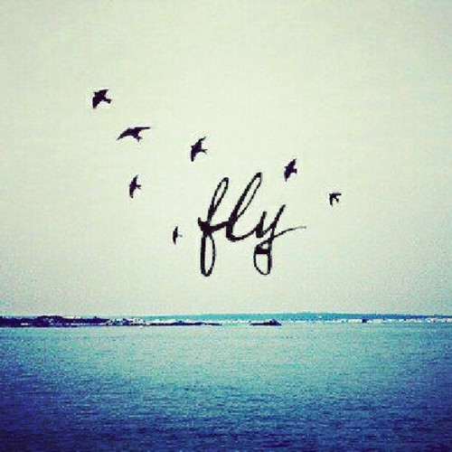 Fly quote #8