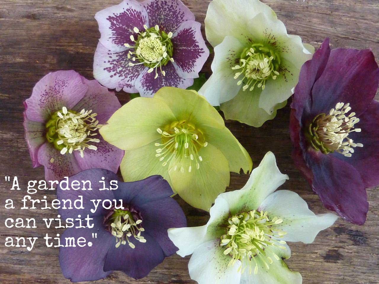 Garden quote #2