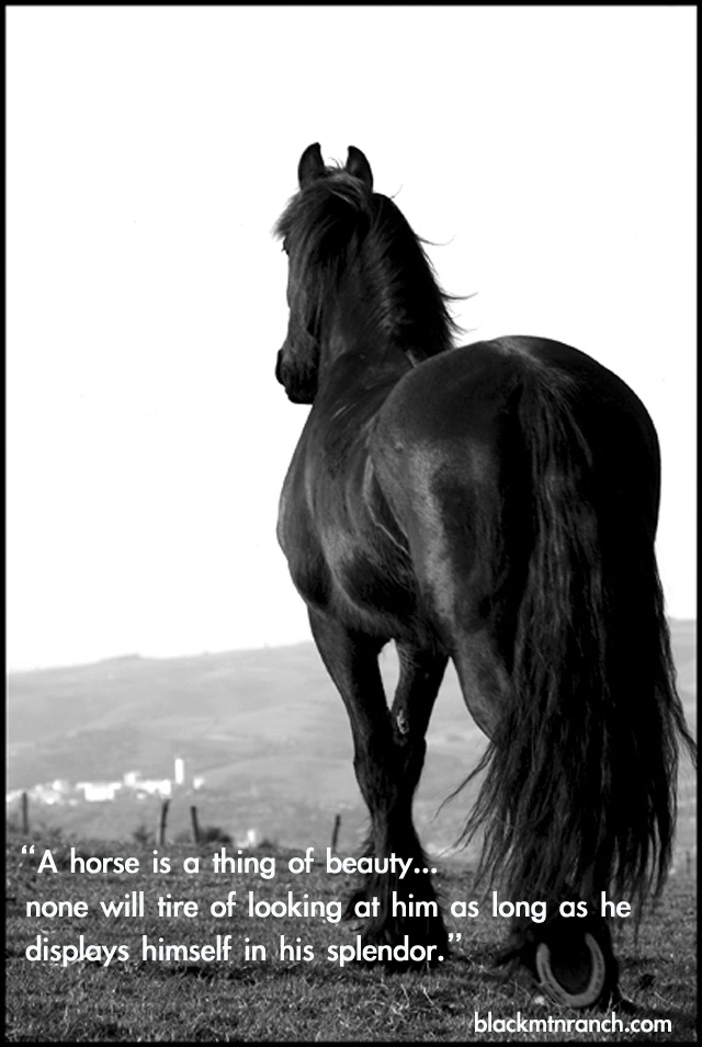 Horse quote #1