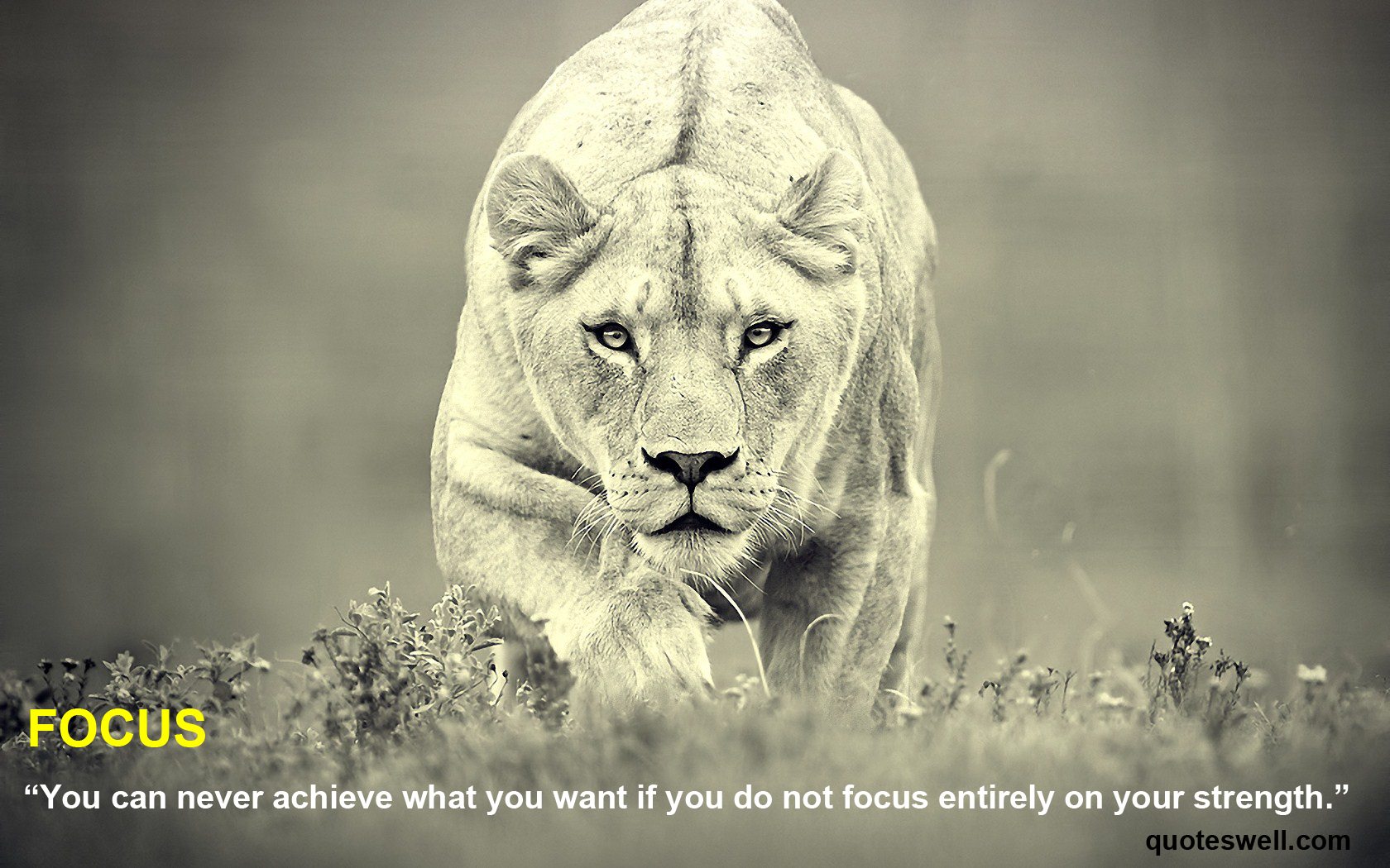 Lion quote #2