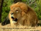 Lion quote #8