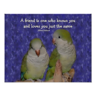 Parrot quote #1