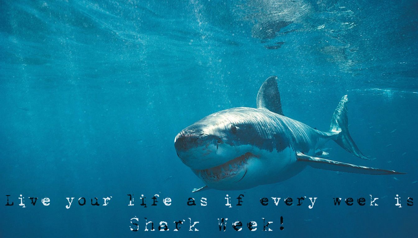Famous quotes about 'Shark' - Sualci Quotes 20191344 x 768