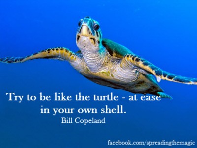 Turtle quote #4