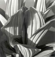 Imogen Cunningham