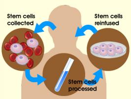 Adult Stem Cells quote #2