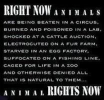 Animal Rights quote #2