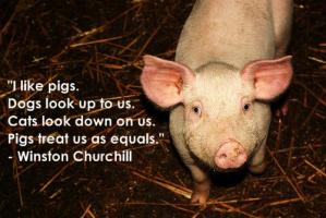 Animalistic quote #2