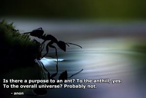 Ant quote #1