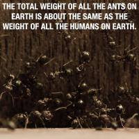 Ants quote #1