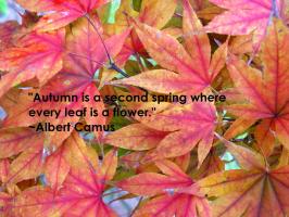 Autumn quote #5