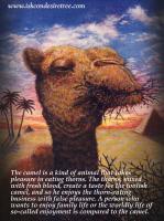 Camel quote #1