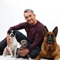 Cesar Millan's quote