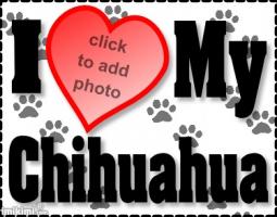 Chihuahua quote #2