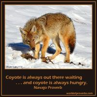 Coyote quote #1