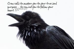 Crow quote #1