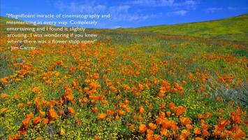 Dissolved quote #1