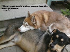 Dog quote