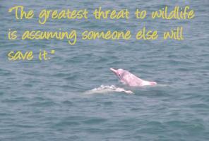 Dolphin quote #1