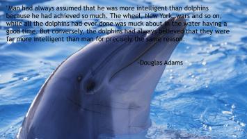 Dolphins quote #2