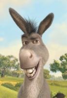 Donkey quote #1