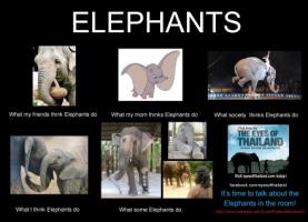 Elephants quote #4