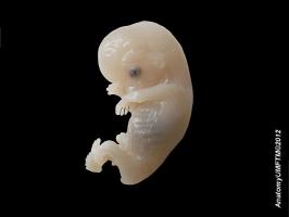 Embryonic quote #2