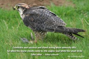 Falcon quote #1