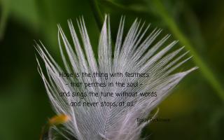 Feathers quote #2