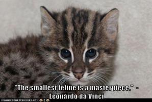 Feline quote #2