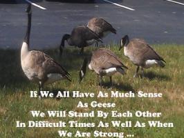 Geese quote #2