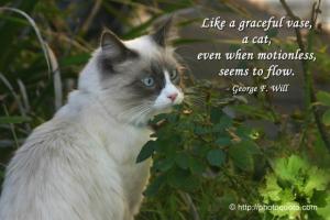 Gracefulness quote #1
