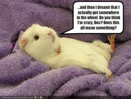 Guinea Pig quote