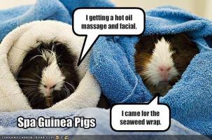 Guinea Pigs quote #2
