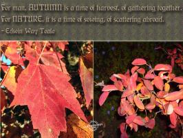 Harvest quote #2