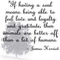James Herriot's quote