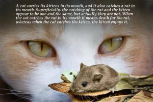 Kittens quote #2
