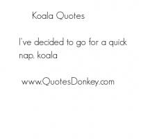 Koala quote #2