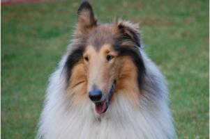 Lassie quote #1