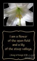 Lilies quote