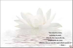 Lotus quote